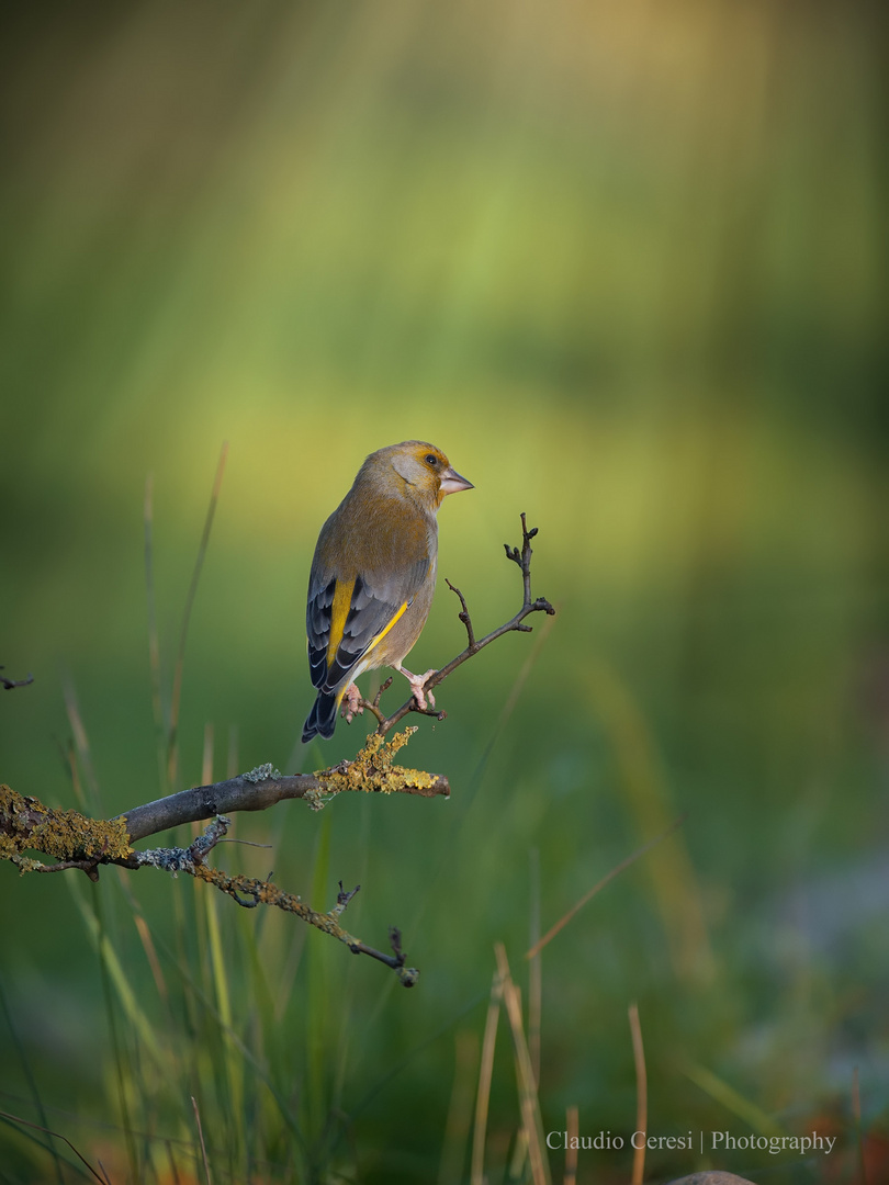 occhio alla penna Foto Immagini animali, uccelli allo stato libero, animali allo stato libero occhio alla penna Foto Immagini animali, uccelli allo stato libero, animali allo stato libero