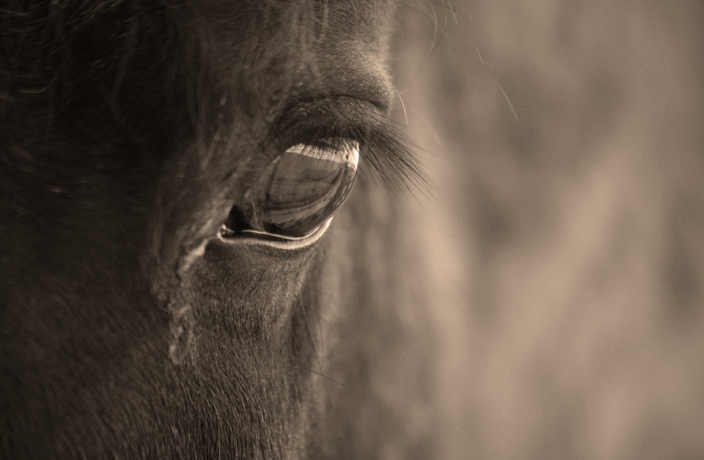 Occhio di cavallo