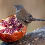 Occhiocoto femmina...