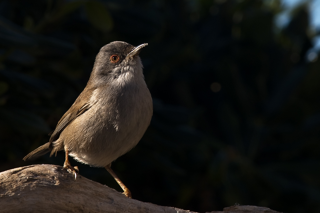 Occhiocotto