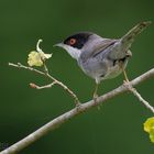 Occhiocotto (Sylvia melanocephala)