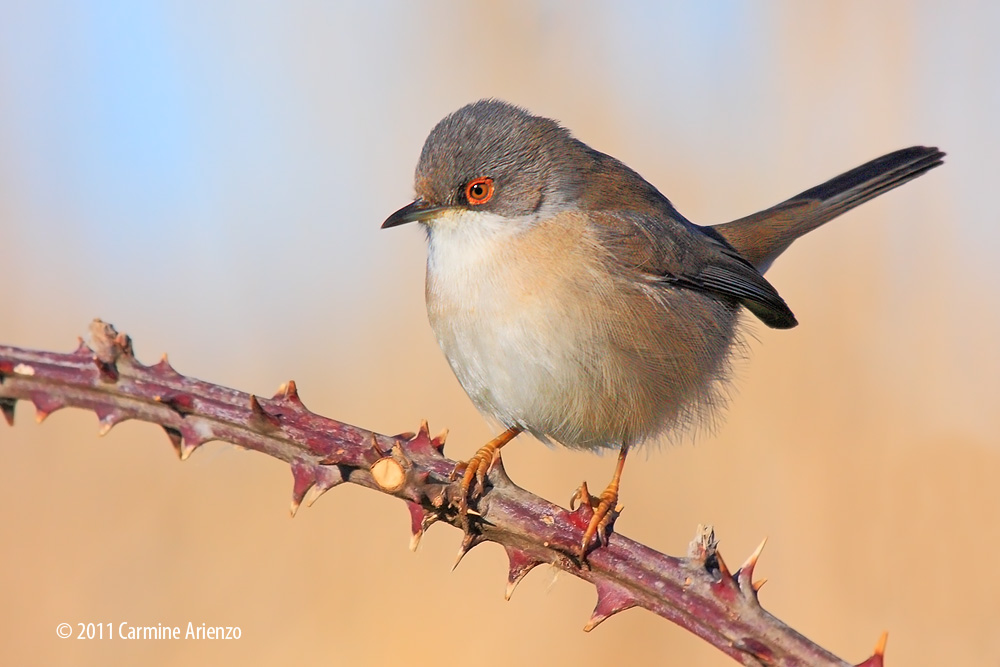 Occhiocotto - Sylvia melanocephala