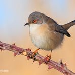 Occhiocotto - Sylvia melanocephala