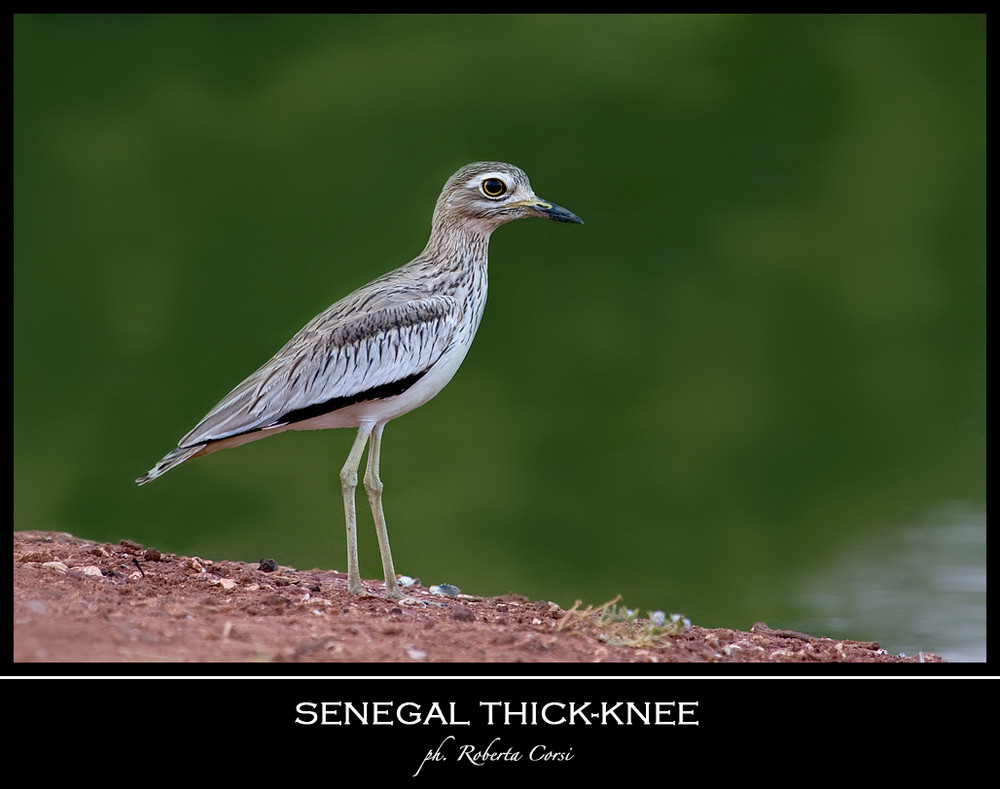 - occhione del senegal -