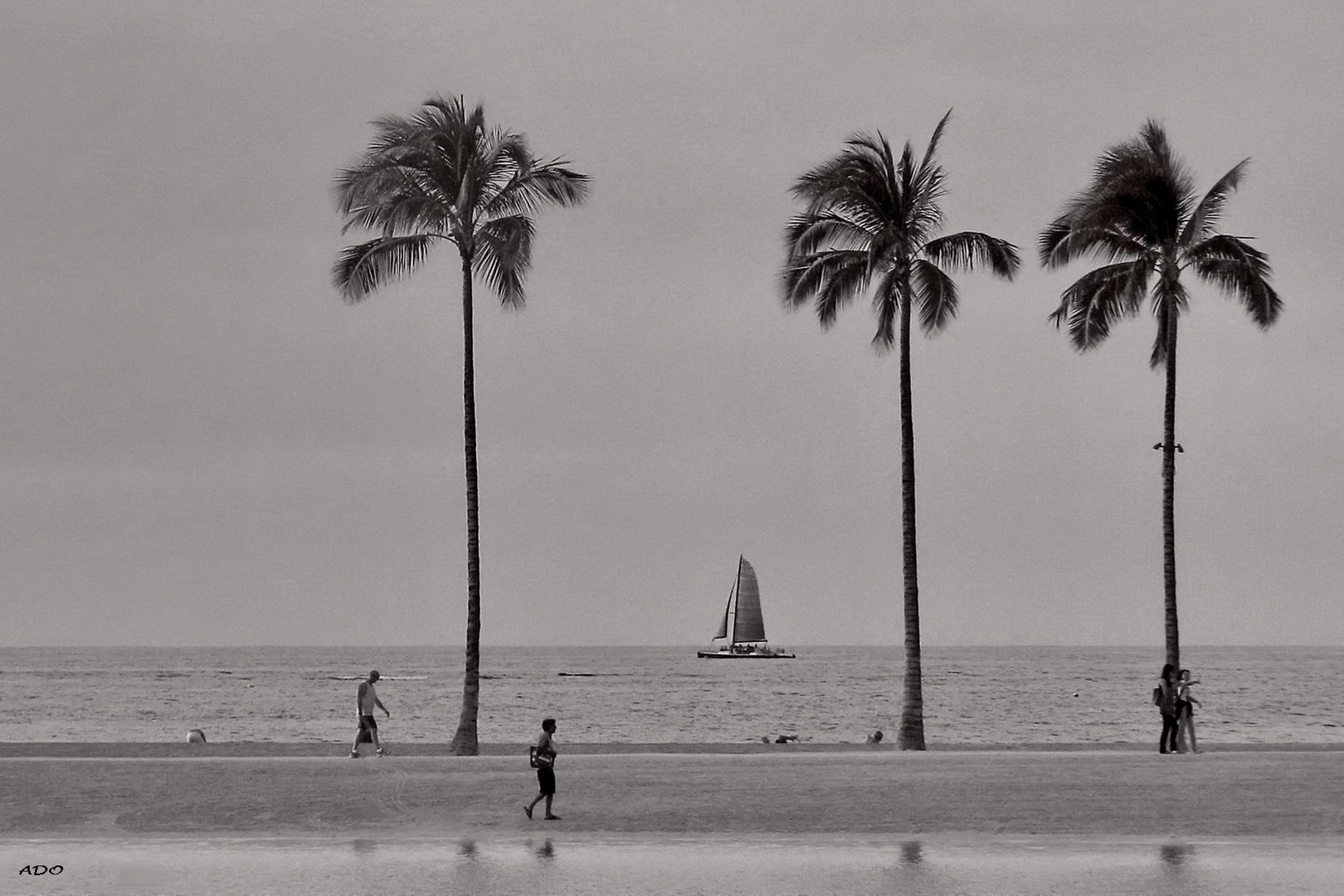 Ocean and Palm Trees