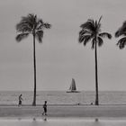 Ocean and Palm Trees