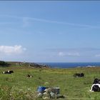 Ocean Cows