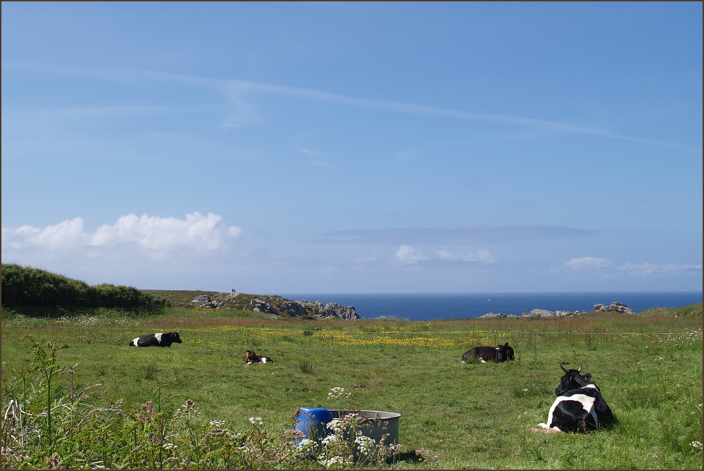 Ocean Cows