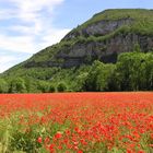 Océan de coquelicots