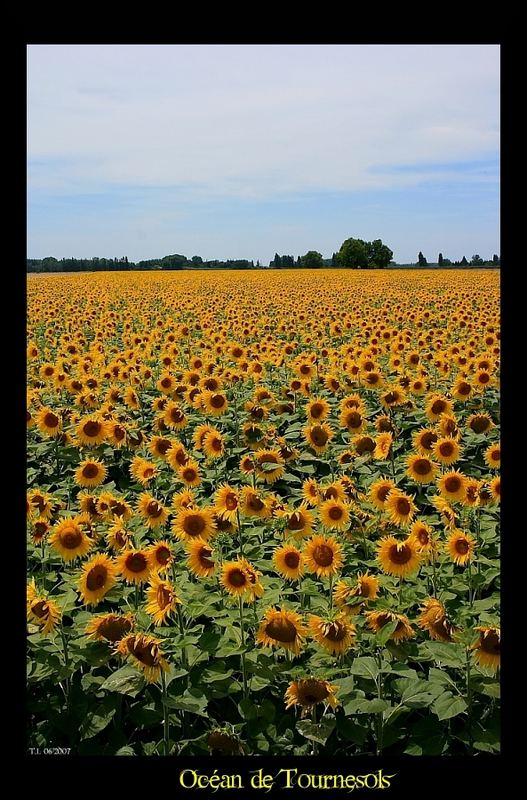 Océan de Tournesols