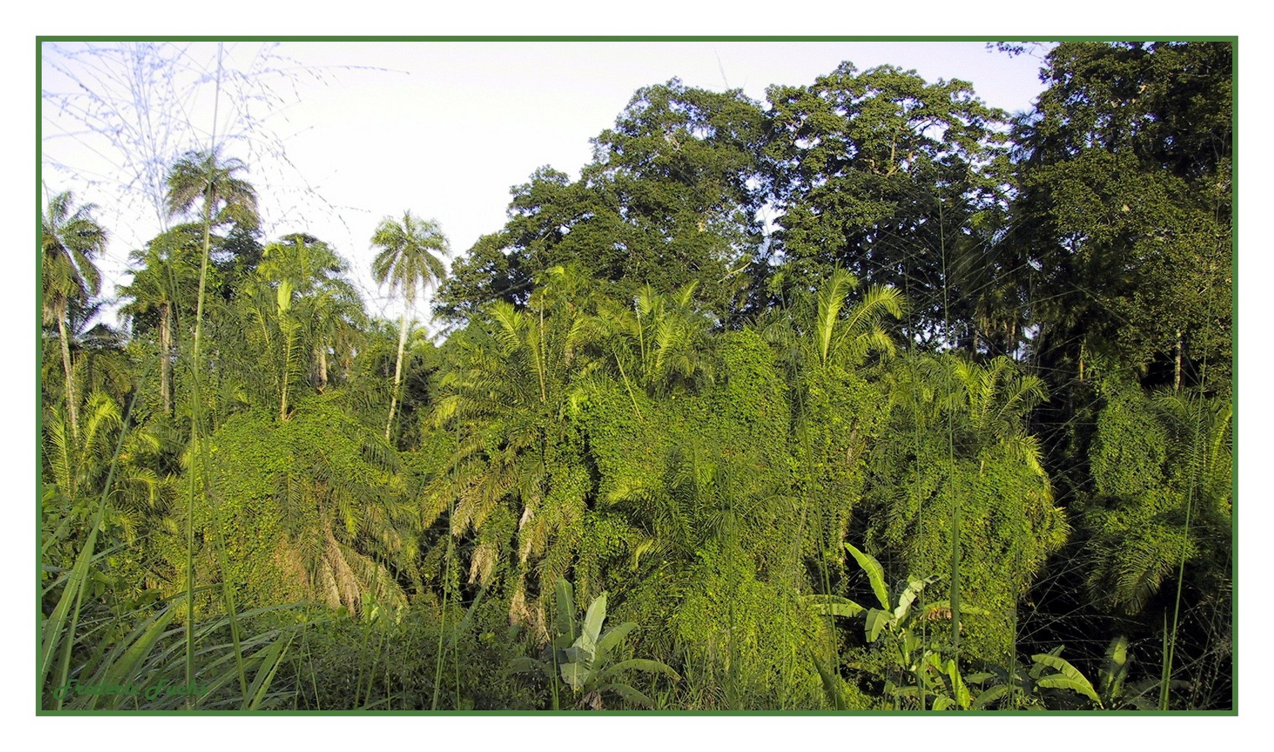 Océan de verdure.