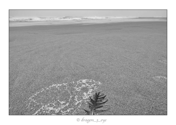 Ocean Feather 