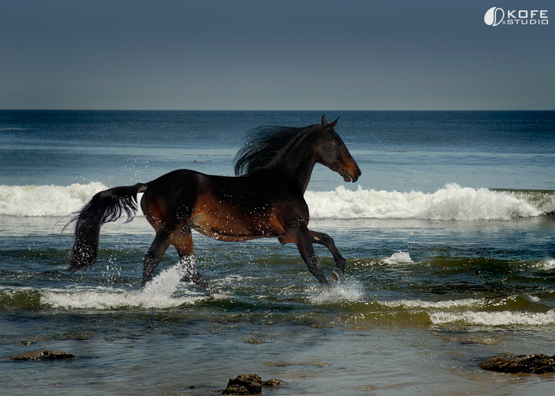 Ocean Horse