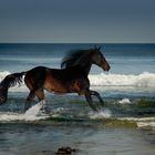 Ocean Horse