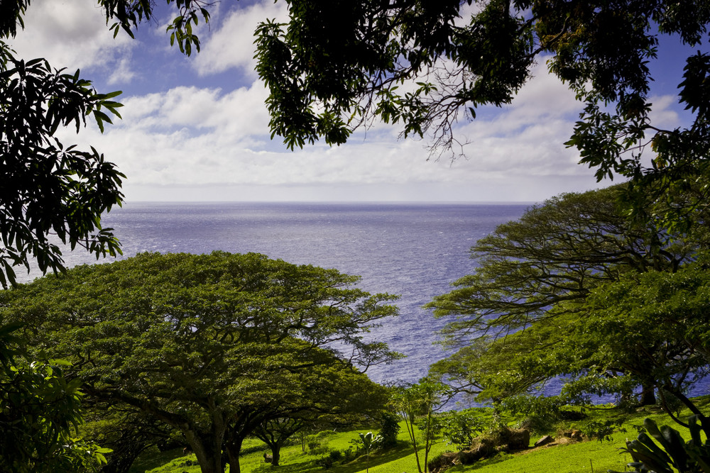 ocean meets the forest