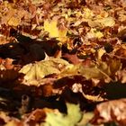 Ocean of leafs