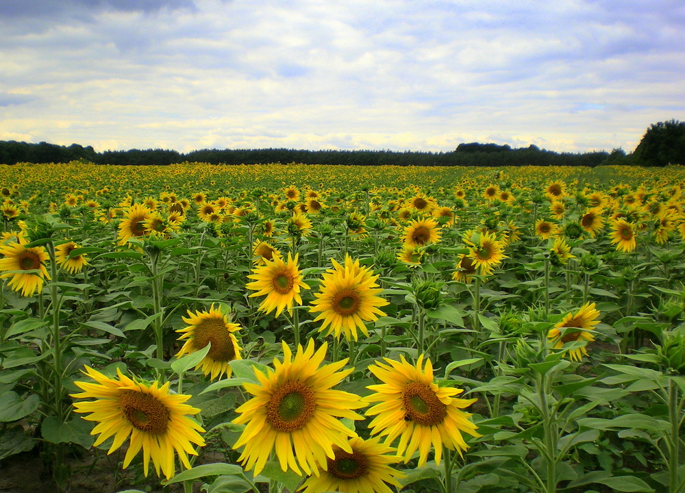 Ocean of sunflowers