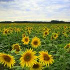 Ocean of sunflowers