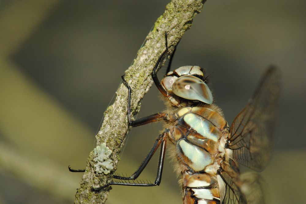 ~ Ocean Patrol ~ (Aeshna mixta)