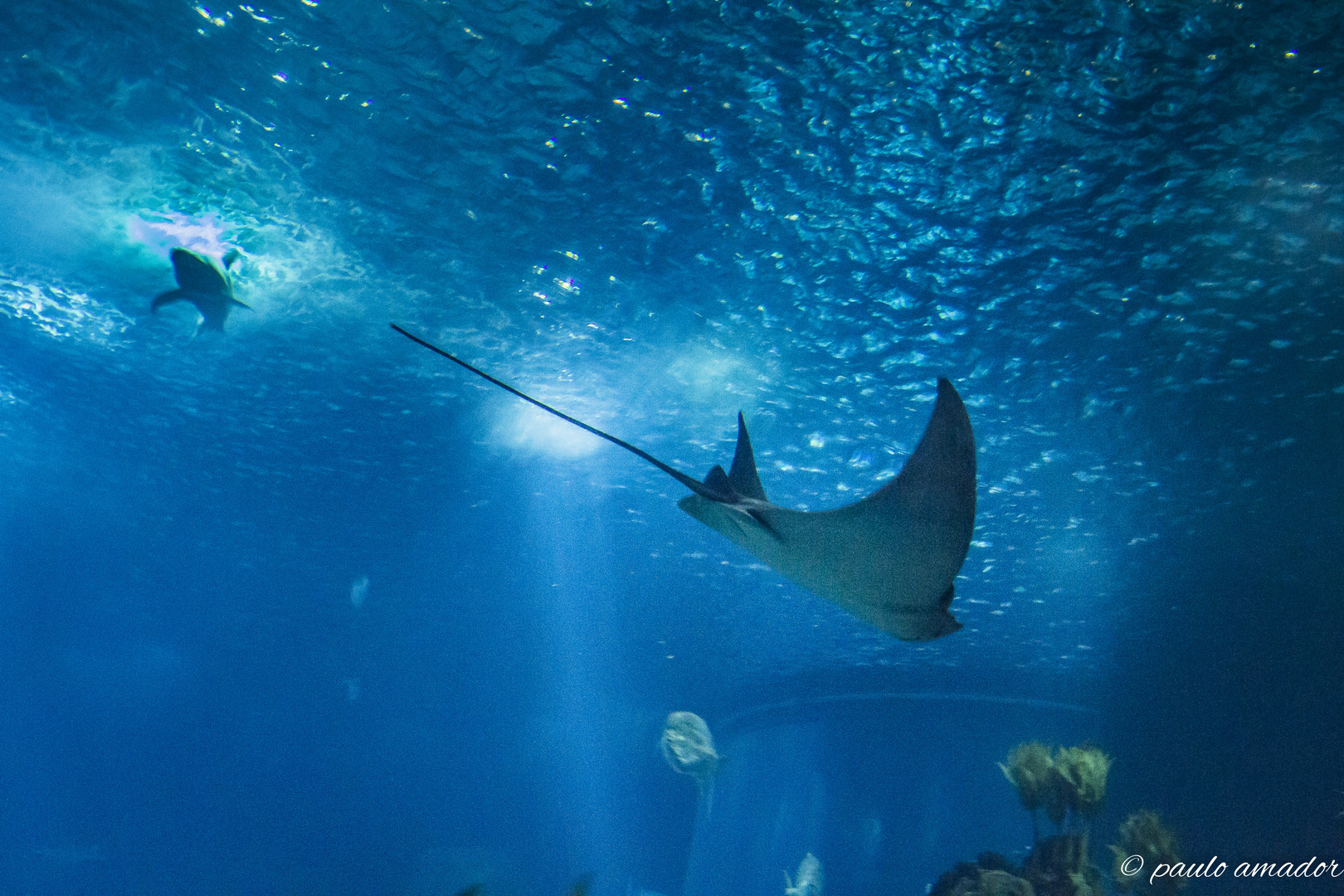 Oceanário de Lisboa