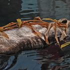 Oceanário de Lisboa - Eusébio träumt