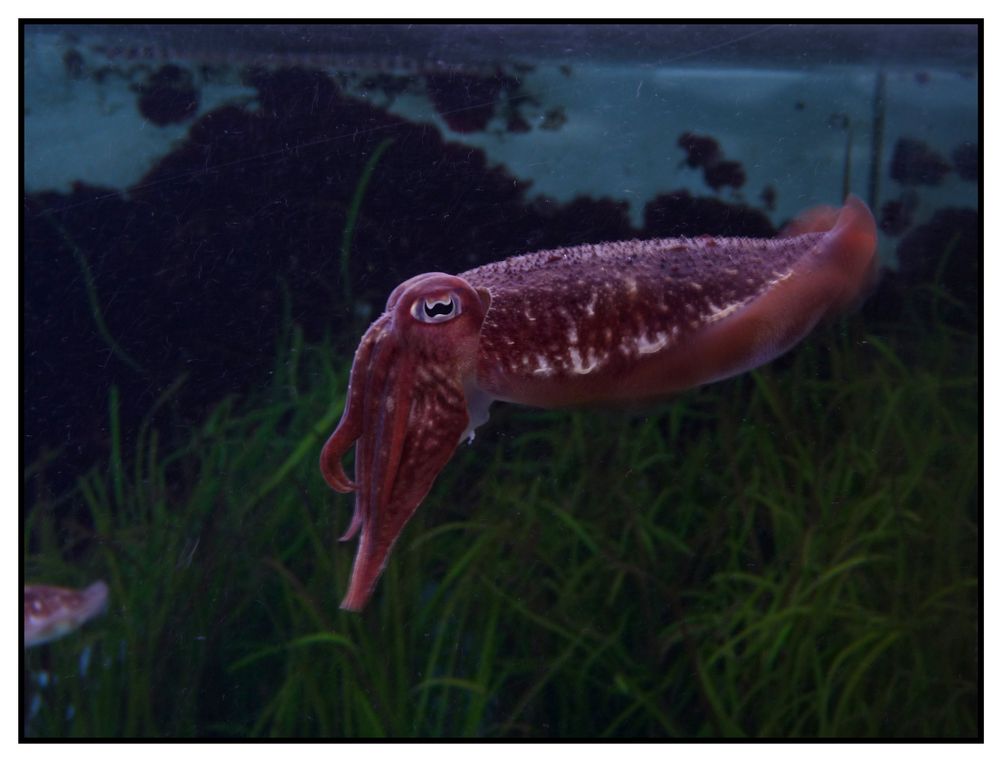 Oceanario in Lissabon