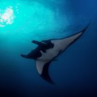 oceanic manta ray