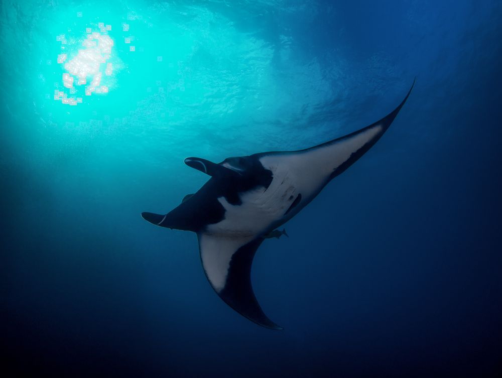 oceanic manta ray