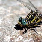 ~ Oceanic Marbles On The Rocks ~ (Onychogomphus uncatus)