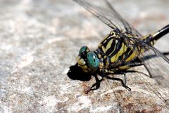 ~ Oceanic Marbles On The Rocks ~ (Onychogomphus uncatus)