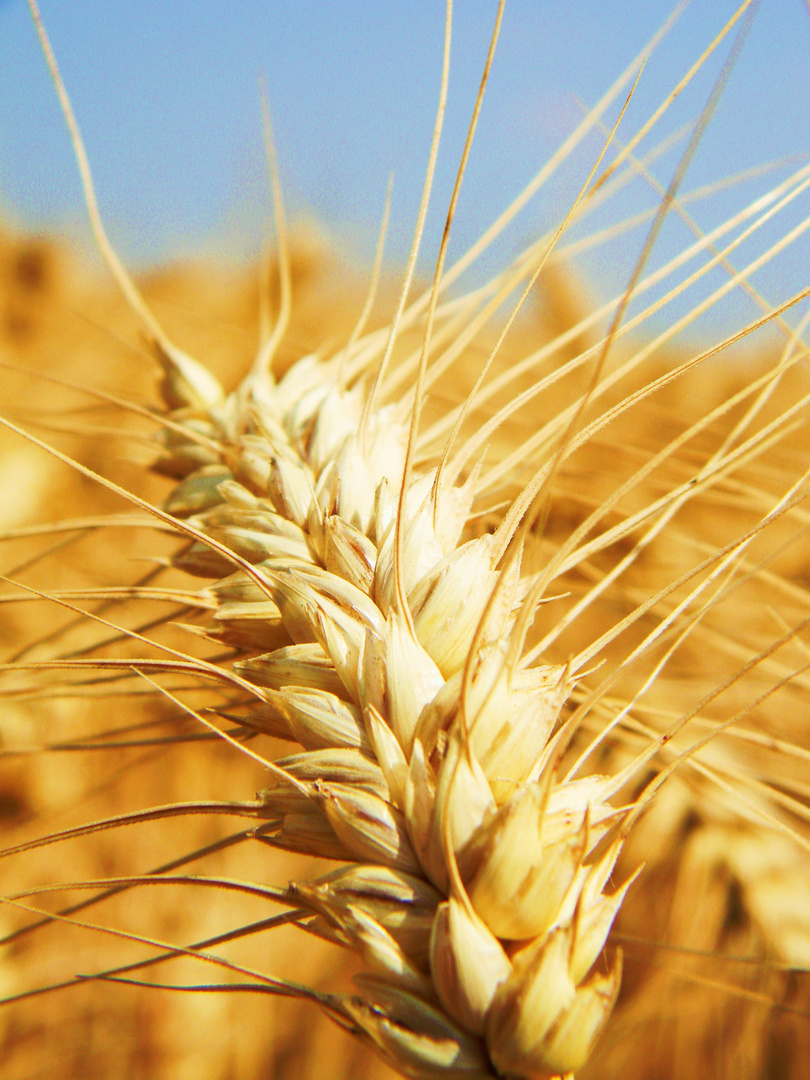 Oceano di grano