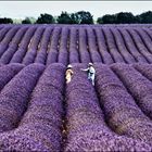 Océanos de lavanda