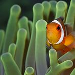 Ocellaris Clownfish (Amphiprion ocellaris)