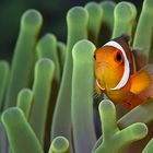 Ocellaris Clownfish (Amphiprion ocellaris)