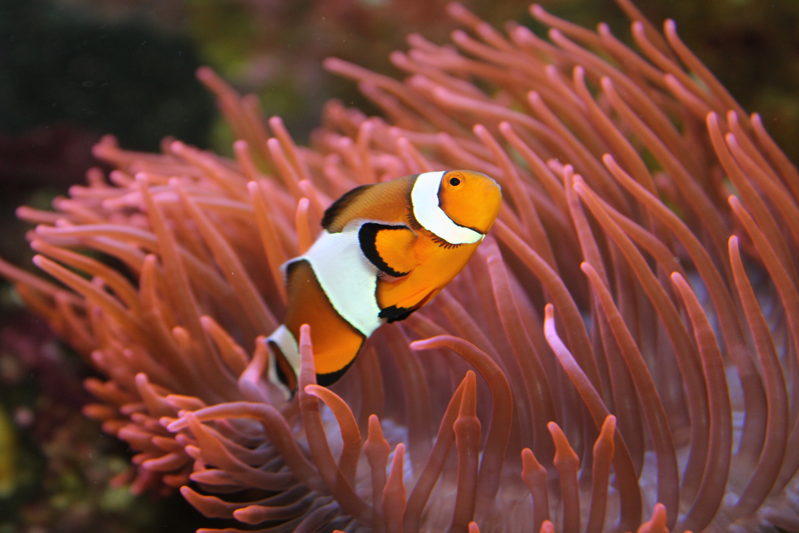 Ocellaris vor einer Kupferanemone