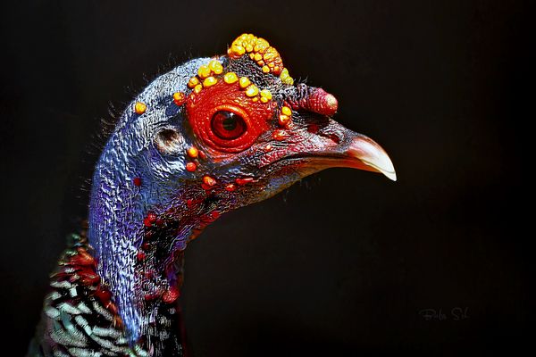 Ocellated Turkey - Male