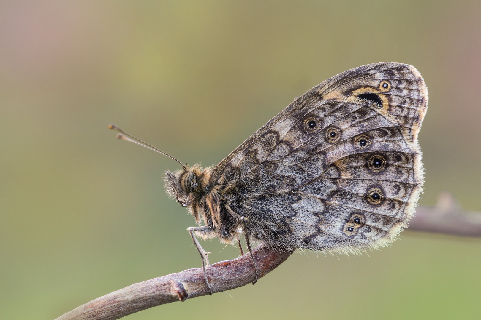 Ocellosa