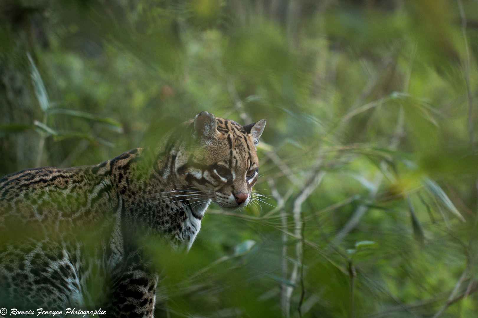 Ocelot