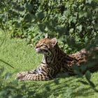 Ocelot