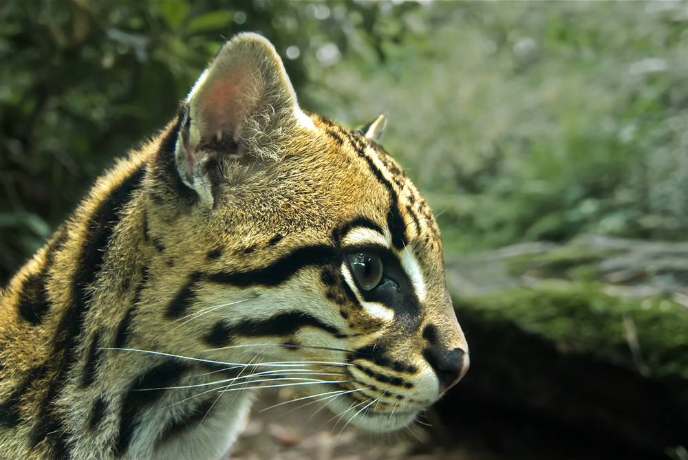 Ocelot