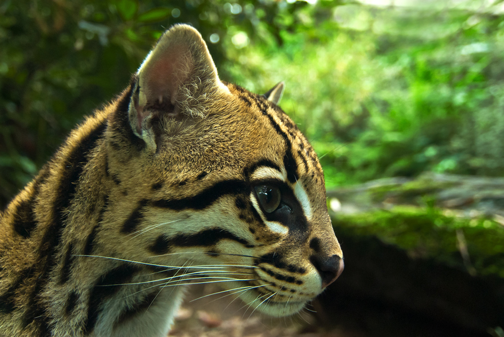 Ocelot