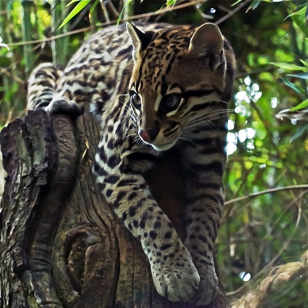 Ocelot