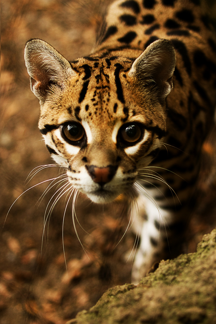 Ocelot