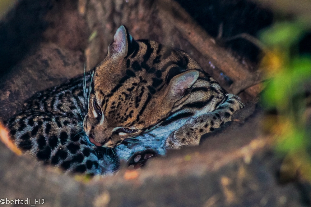 Ocelot