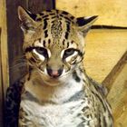 Ocelote