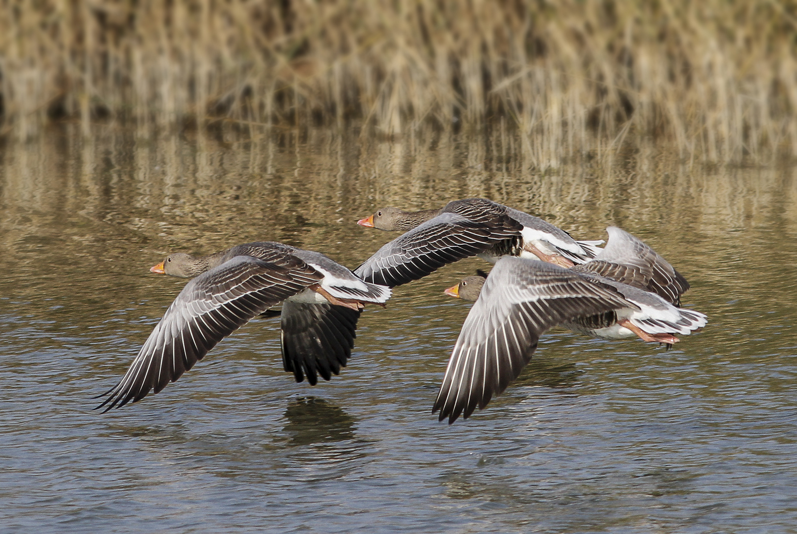 Oche selvatiche in volo radente l'acqua