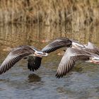 Oche selvatiche in volo radente l'acqua