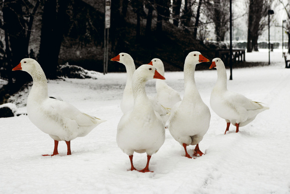 oche sulla neve