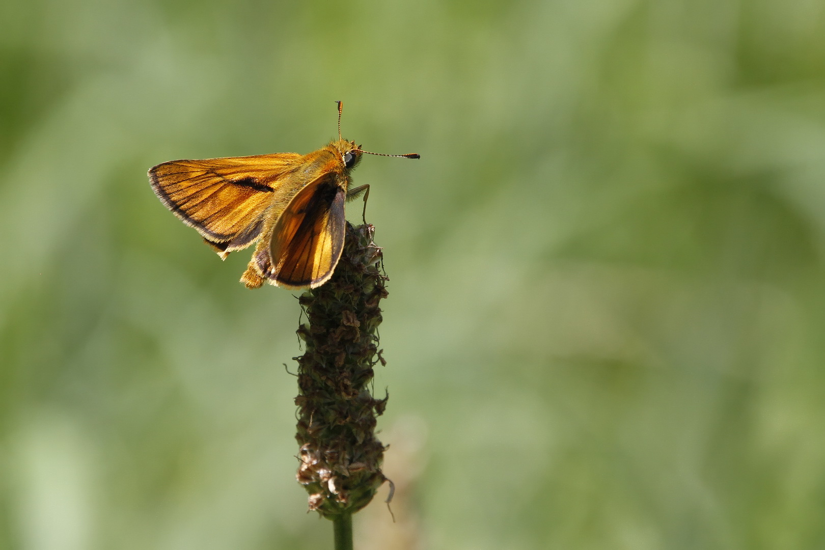 Ochlodes sylvanus