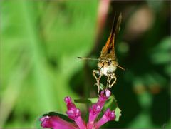 Ochlodes sylvanus